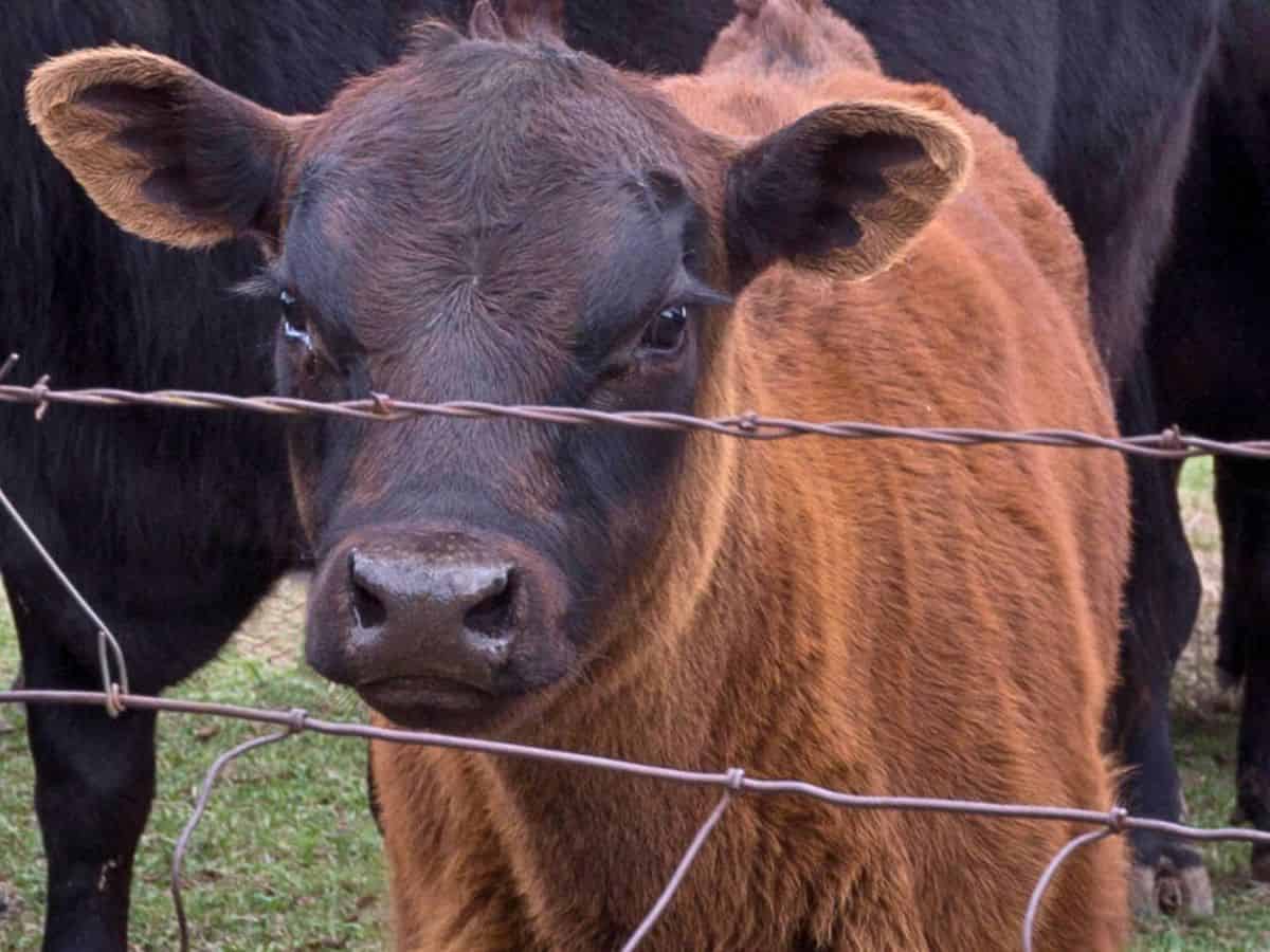 A group of cows standing behind a barbed wire fence.