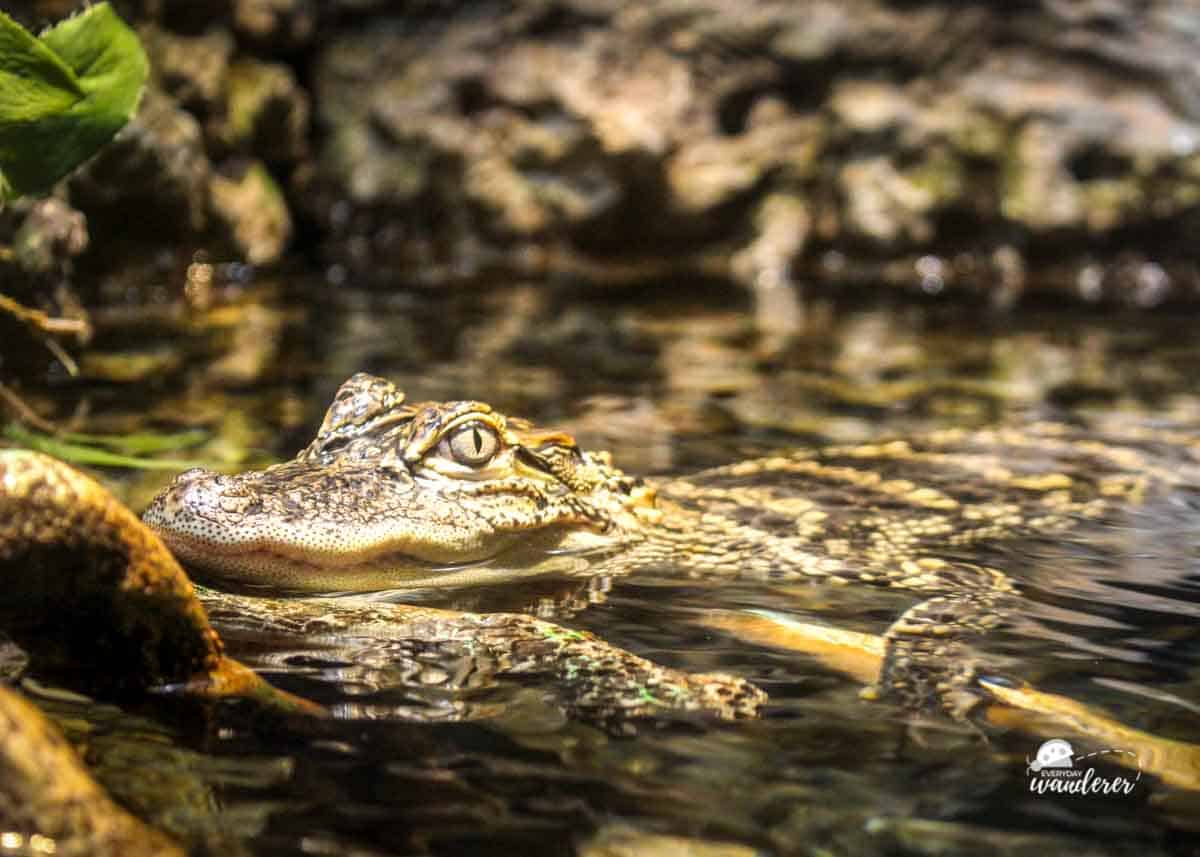 American Alligator