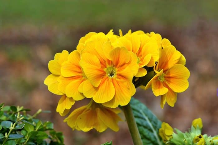 Evening primrose is a nocturnal wildflower