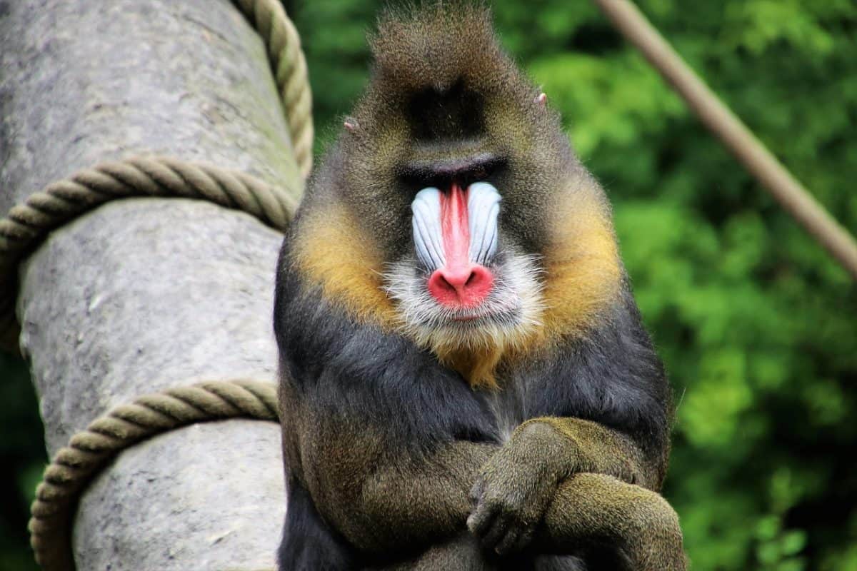 Baboon