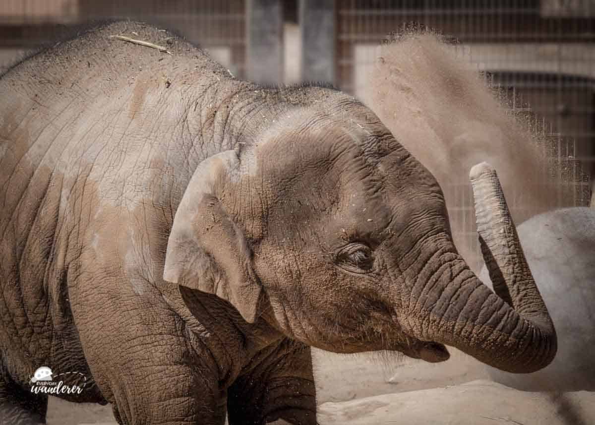 Jazmin is an Asian elephant at the Albuquerque BioPark Zoo