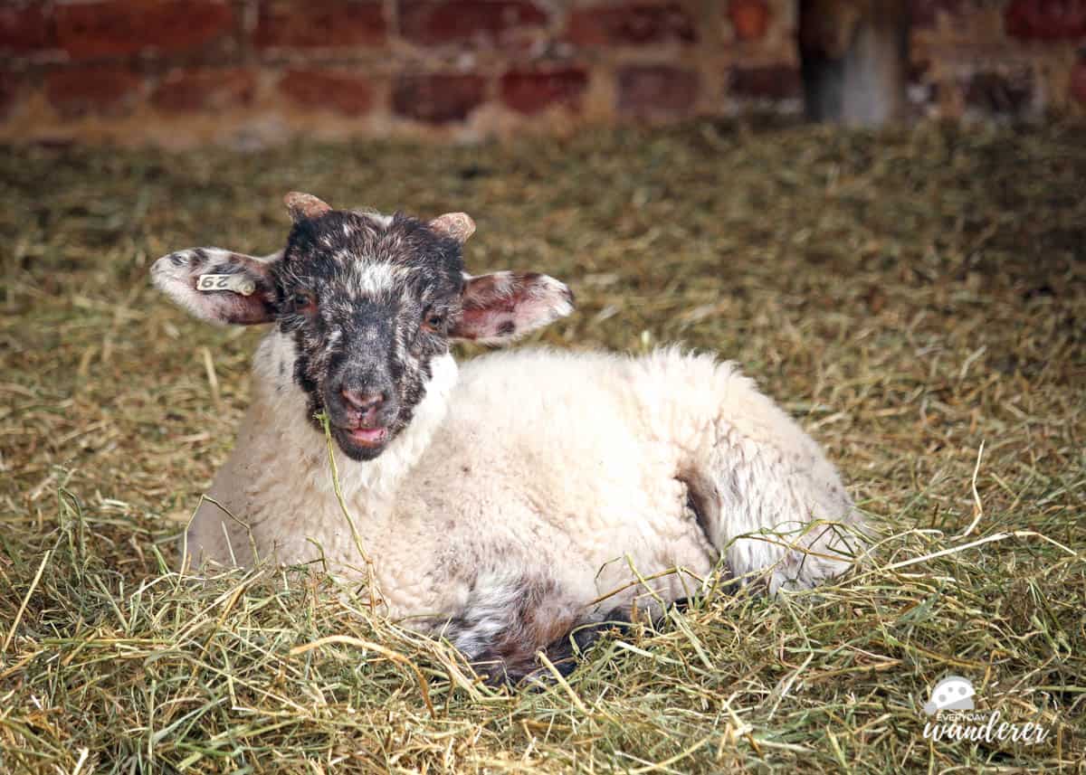 A baby goat at George Washington's Mount Vernon