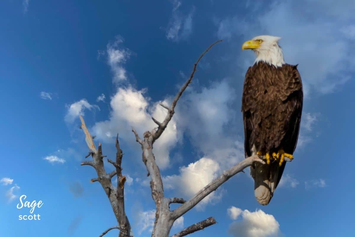 Bald Eagle Perched High on a Tree with a Big Blue Sky Backdrop