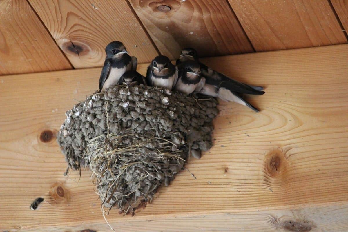 Barn swallows in a nest under a wooden deck