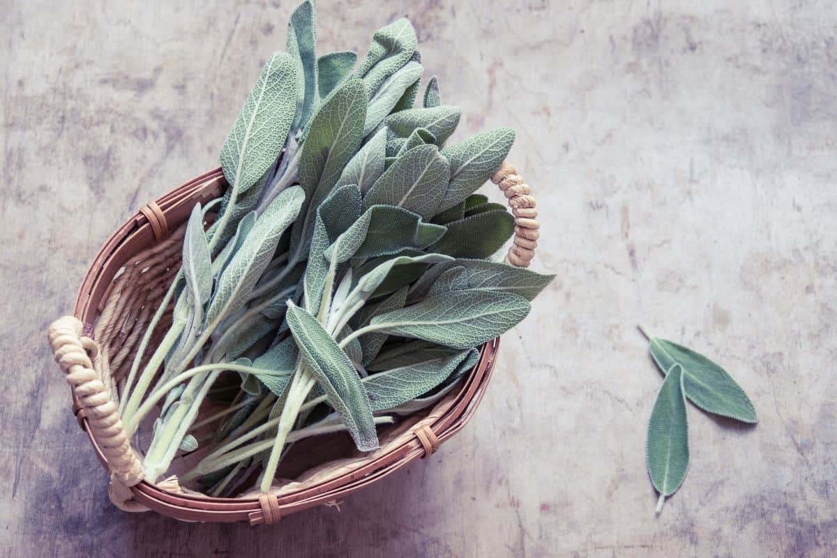 Basket of sage leaves