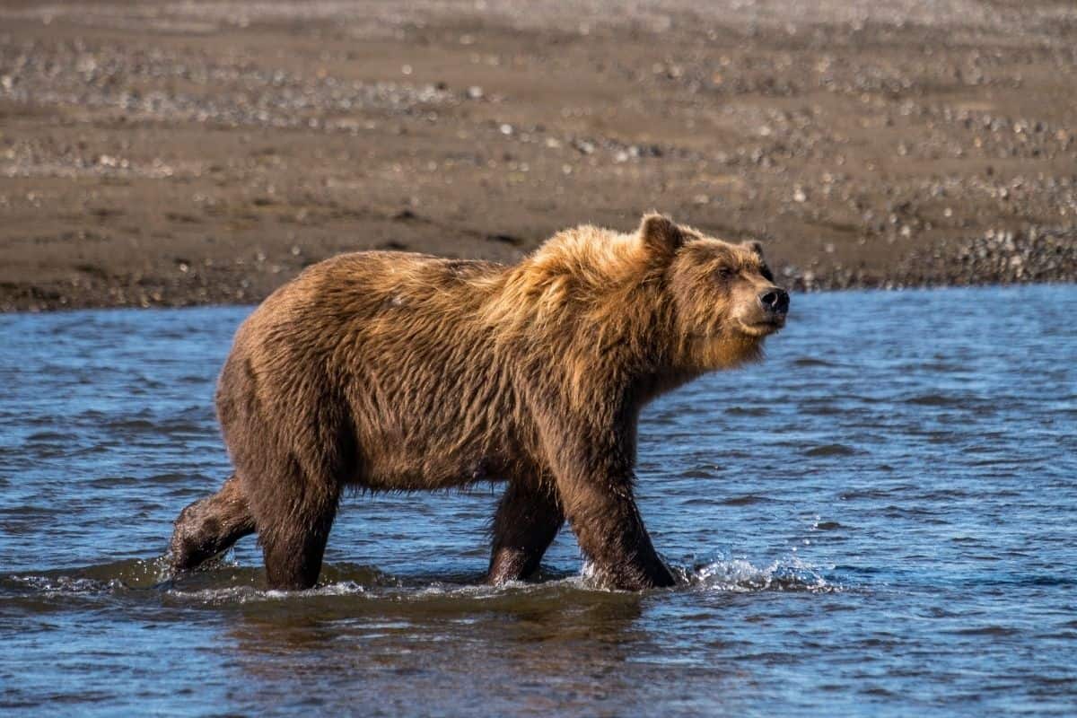 Bear in Lake