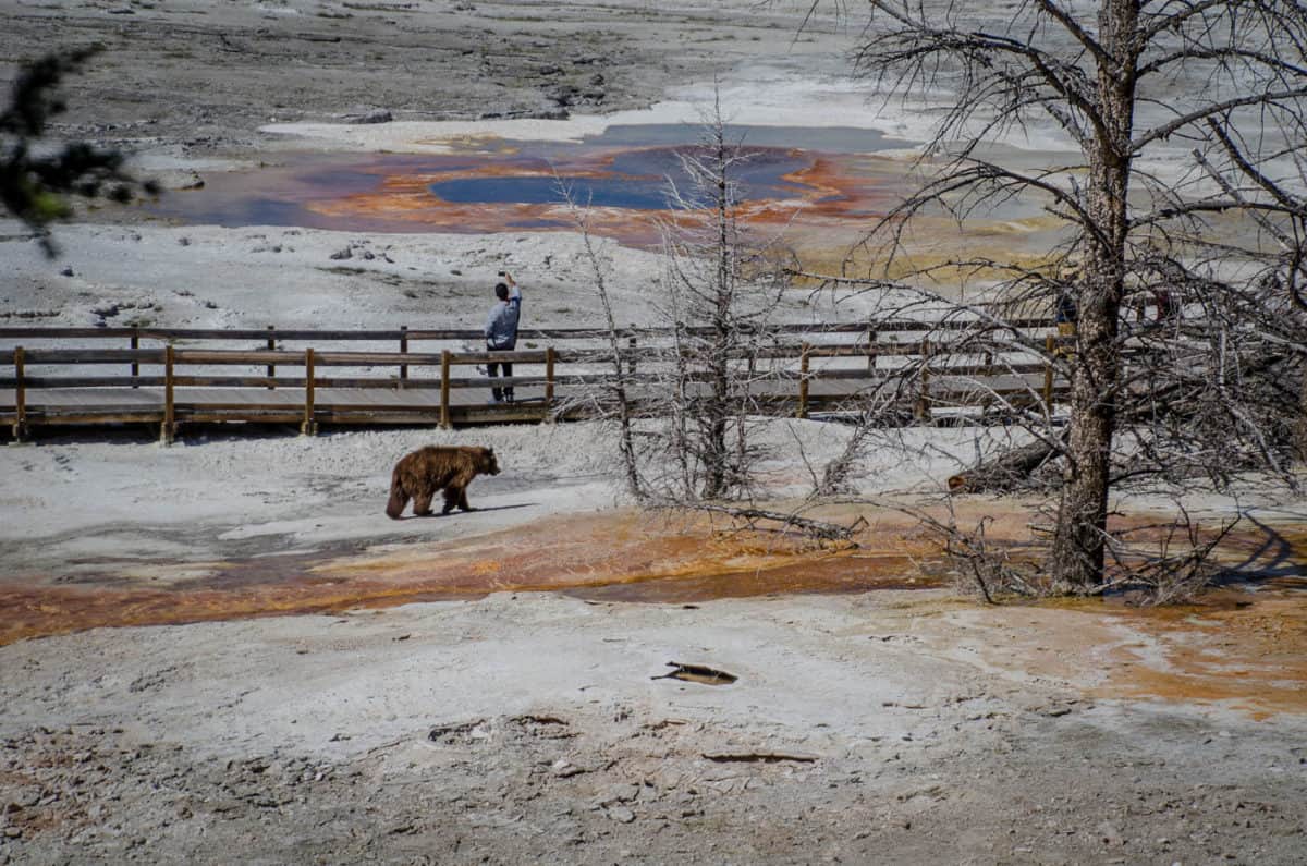 A guy taking a selfie with a wild bear at Yellowstone