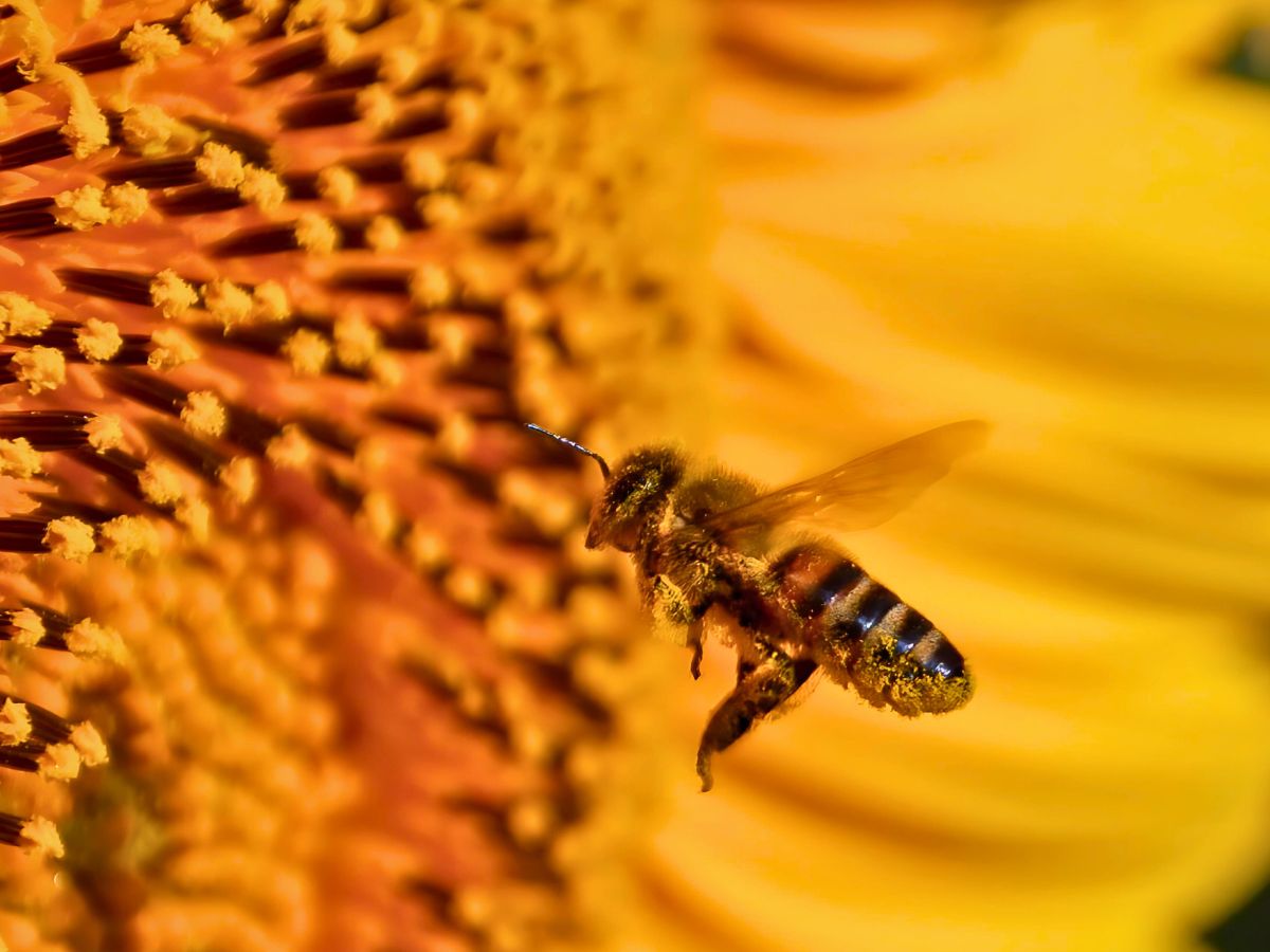 A bee covered in pollen approaching a sunflower.