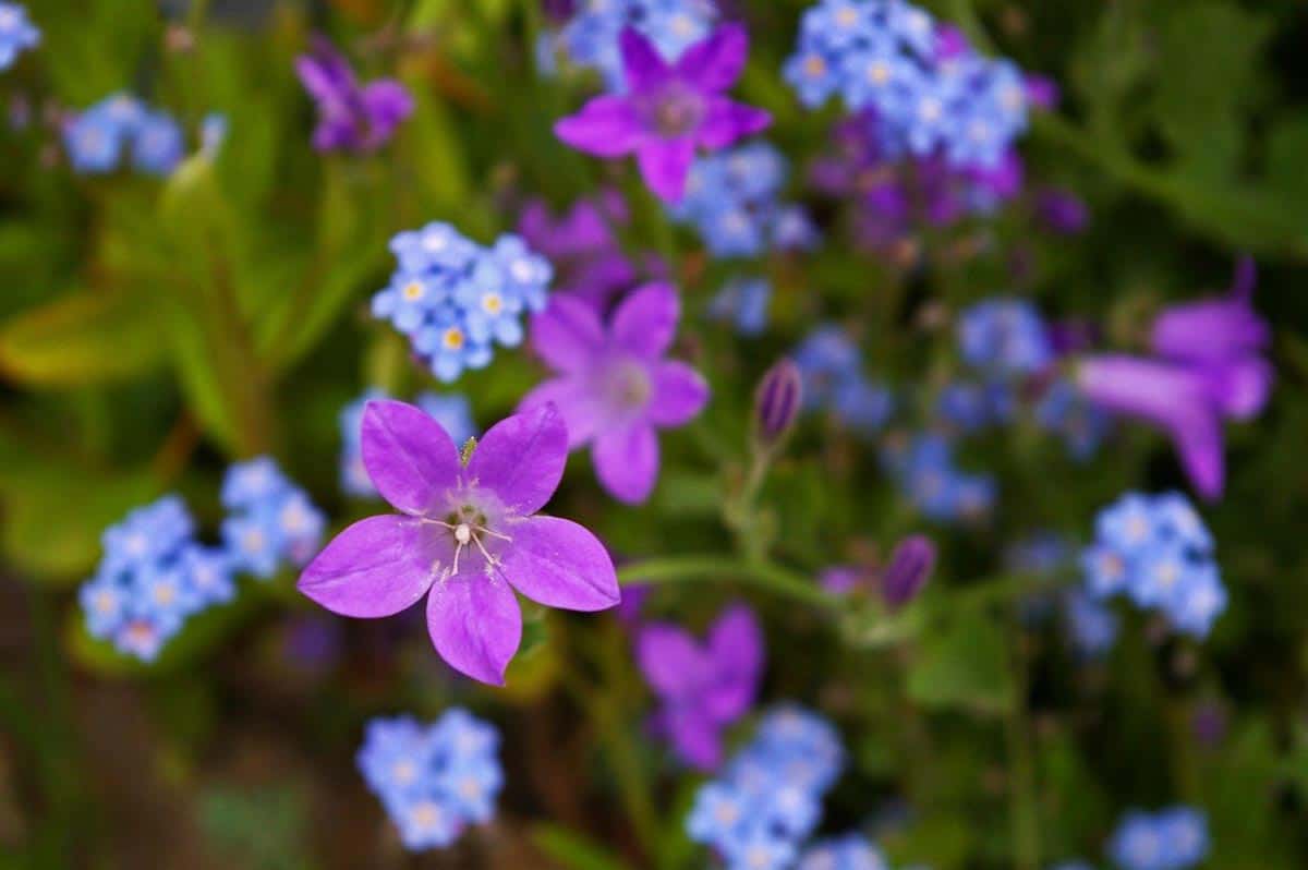 Bellflower