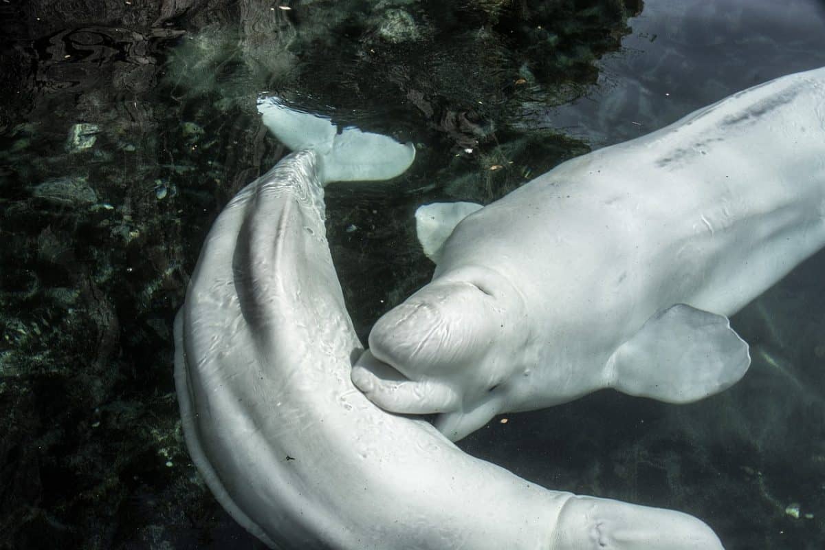 Beluga Whales at the Mystic Aquarium