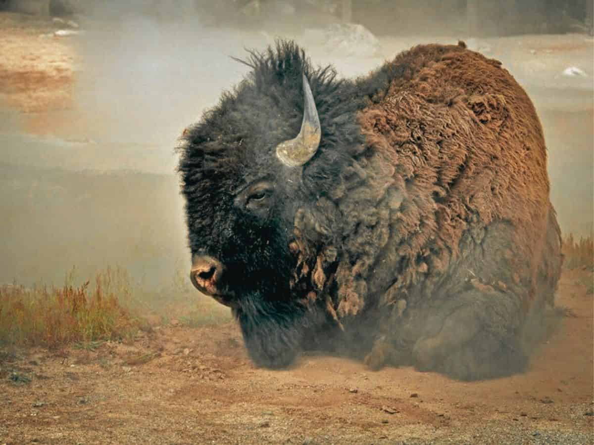Bison in Yellowstone National Park.