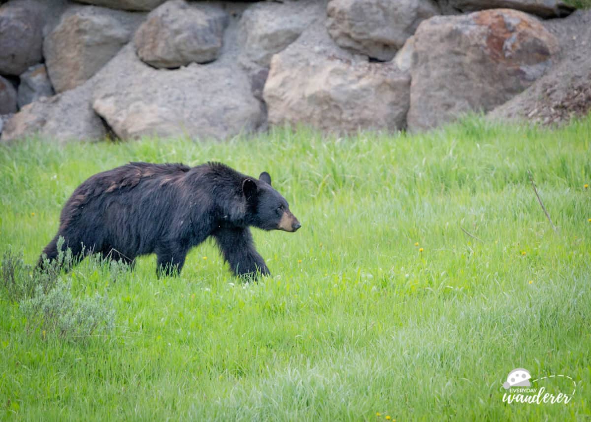 A black bear at Yellowstone National Park