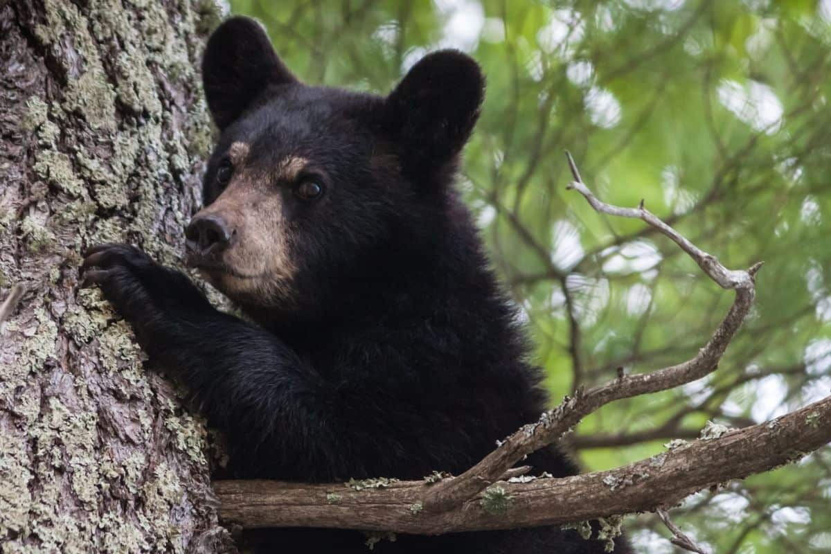 Black bear in a tree
