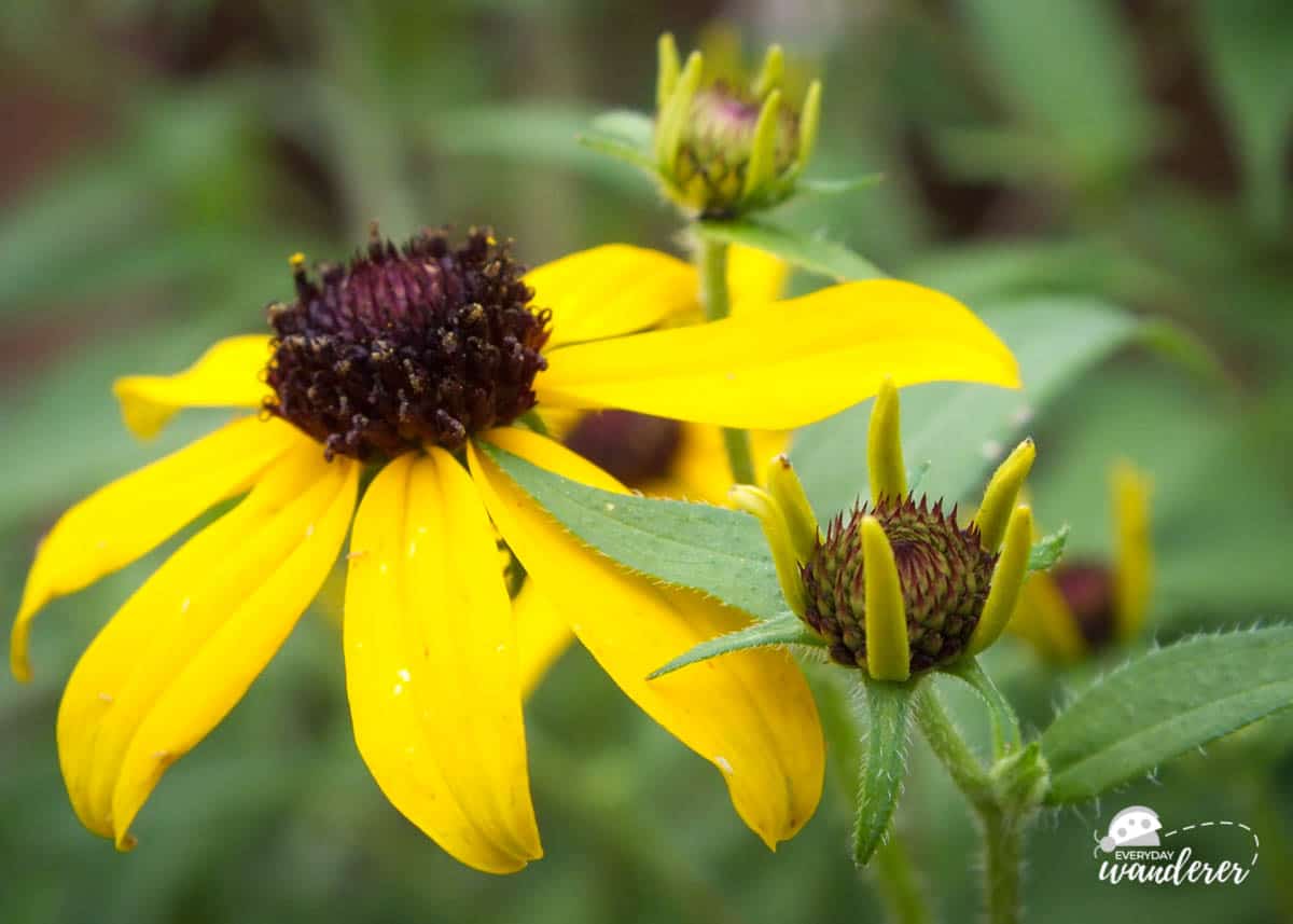 Black-eyed susans are popular native kansas flowers