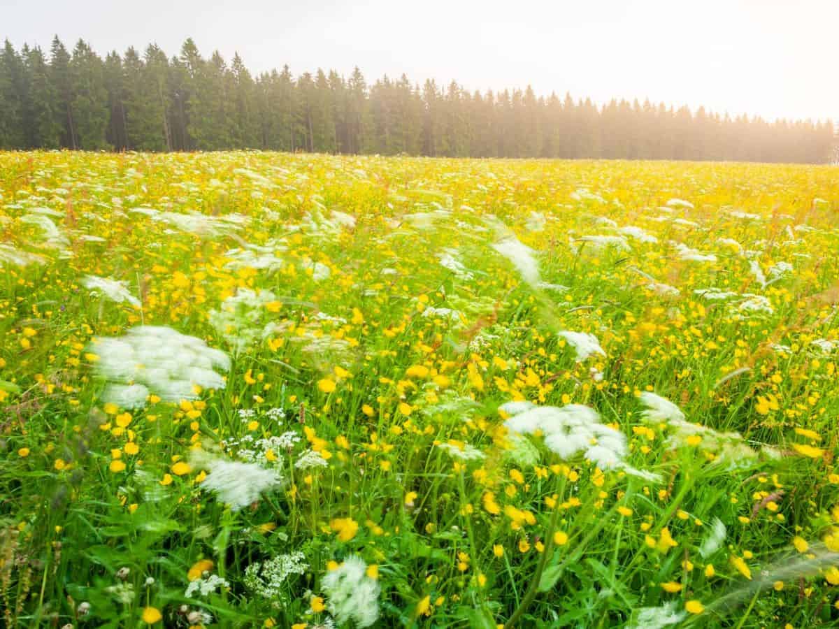 A clearing in the Black Forest filled with wildflowers.