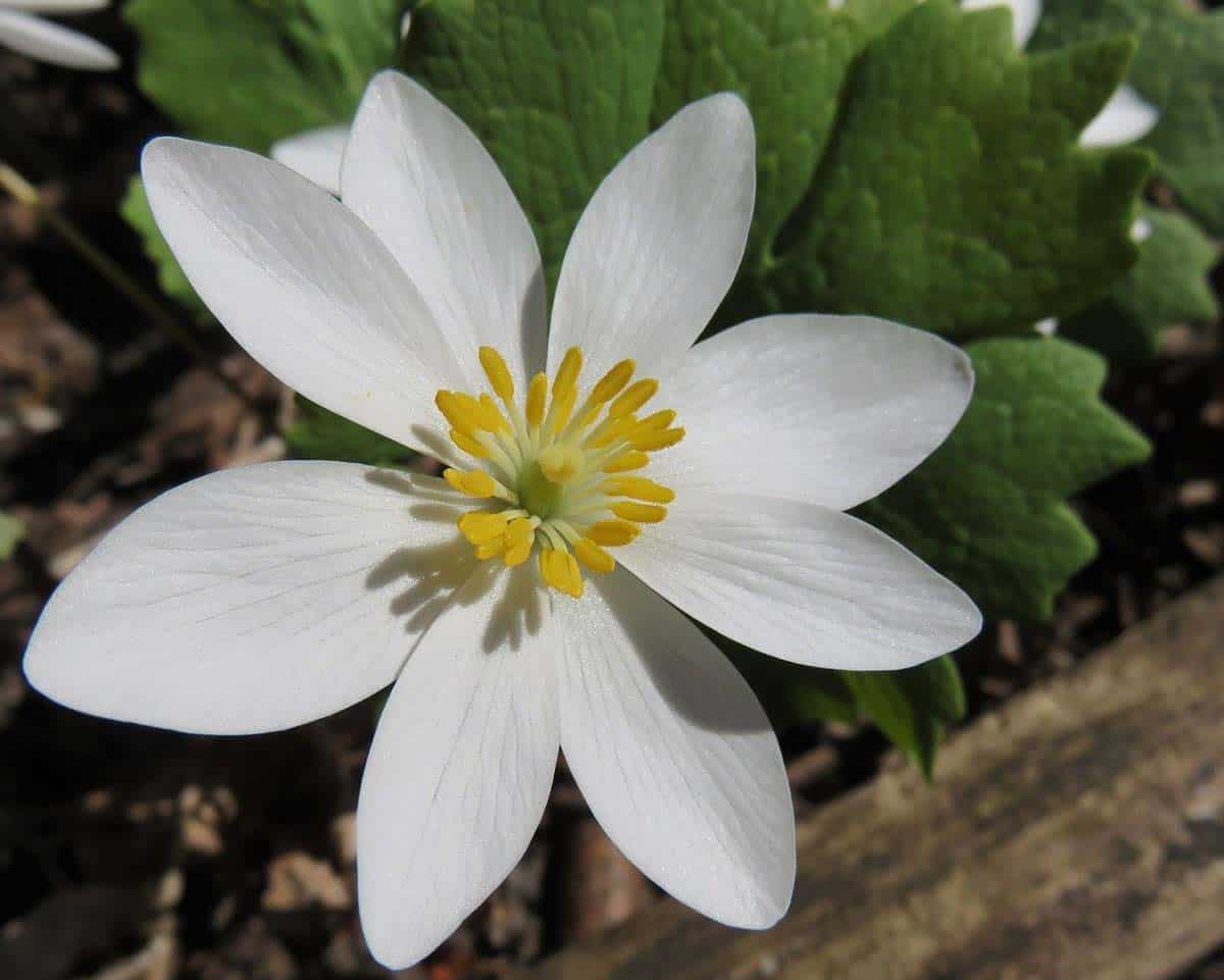 Bloodroots are native Kansas perennials.