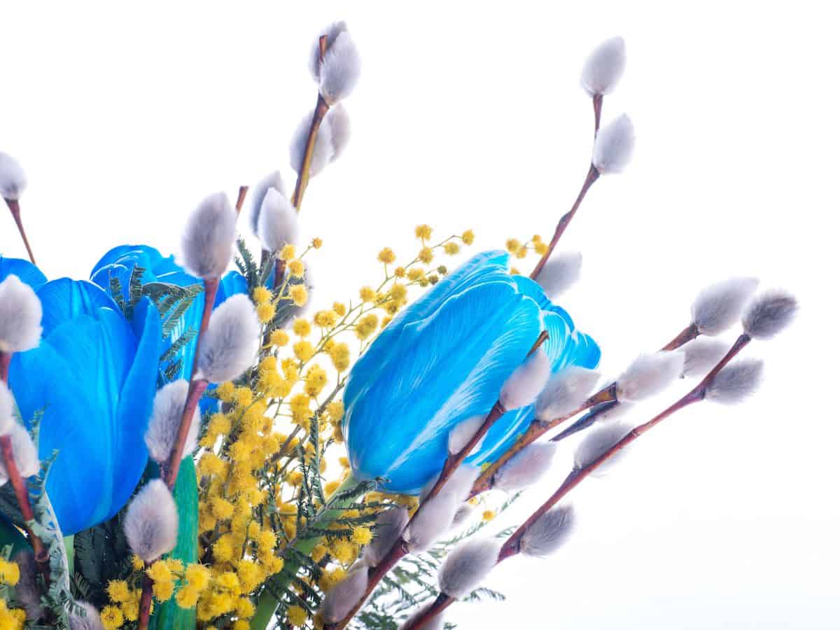 Tulips in a vase on a white background.