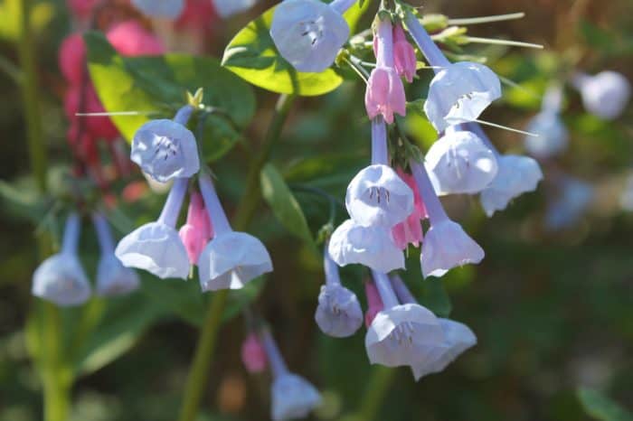 Bluebells are native Kansas flowers that bloom between March and May.