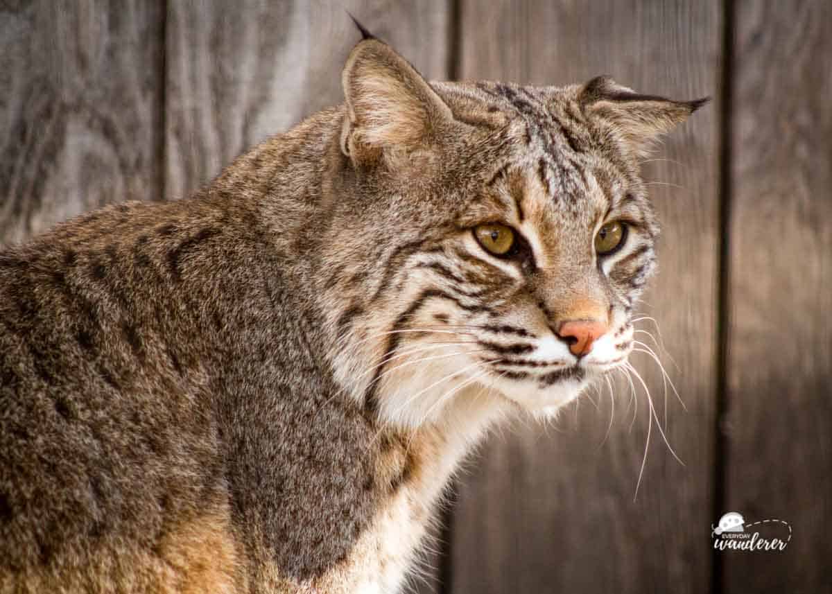 Bobcat