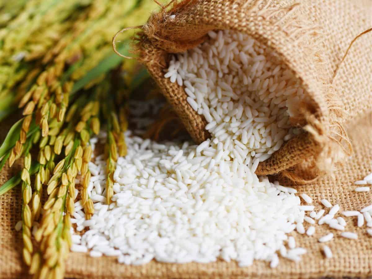 Rice in a sack with green leaves, perfect to feed ducks at the park.