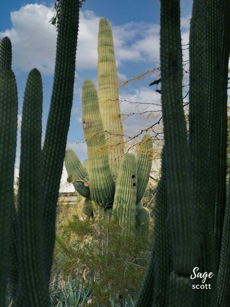 A cactus famed by cactus in Phoenix