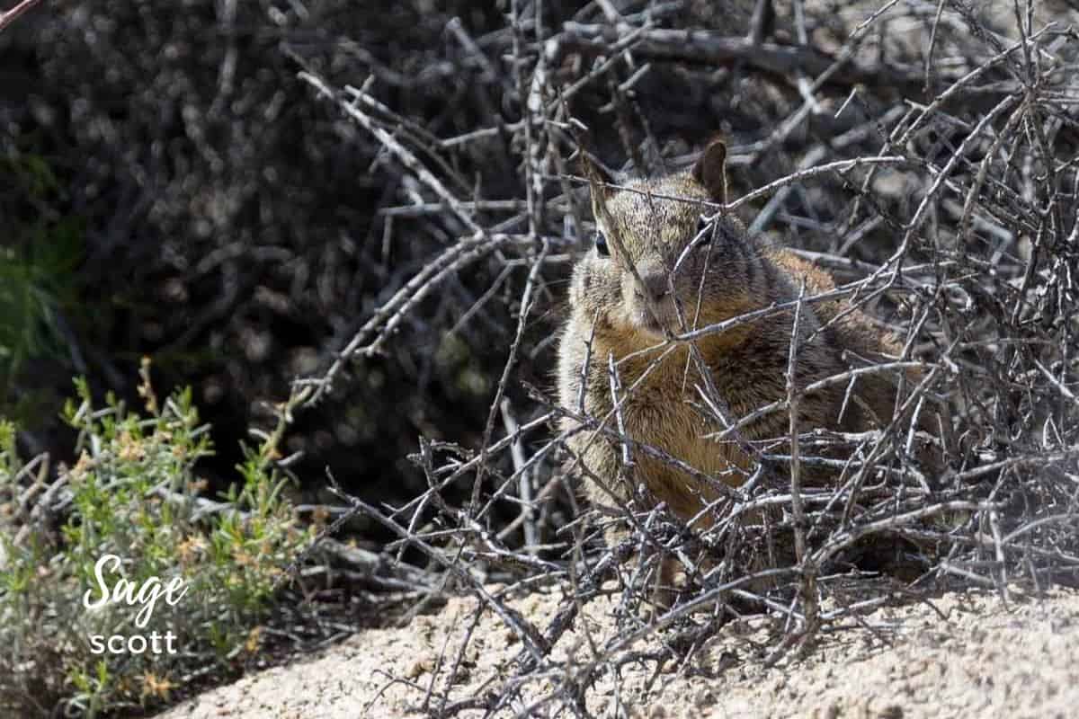 A California ground squirrel peeks out from behind desert scrub