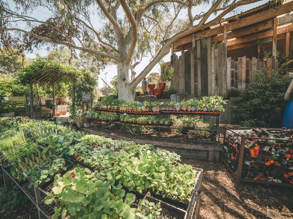 An outdoor plant nursery with various plants in pots, arranged on tables, and a large tree in the background, next to a wooden shed and a shaded seating area.