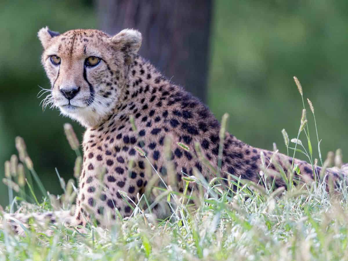 A cheetah in tall grass at the Omaha Zoo.