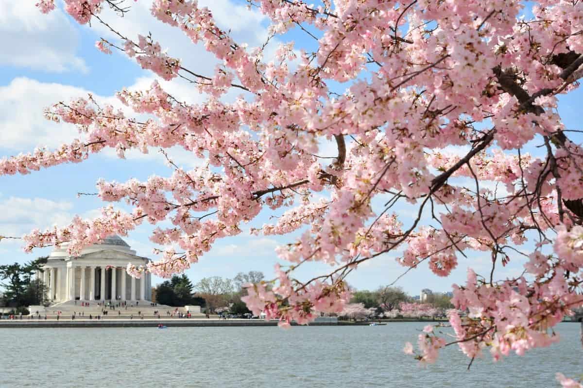 The Jefferson Memorial in Washington, DC is surrounded by pink blossoms on the National Mall.