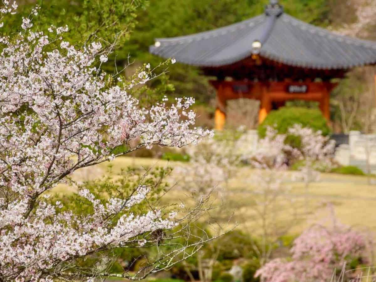 A pagoda with pink cherry blossoms blooming in front of it.