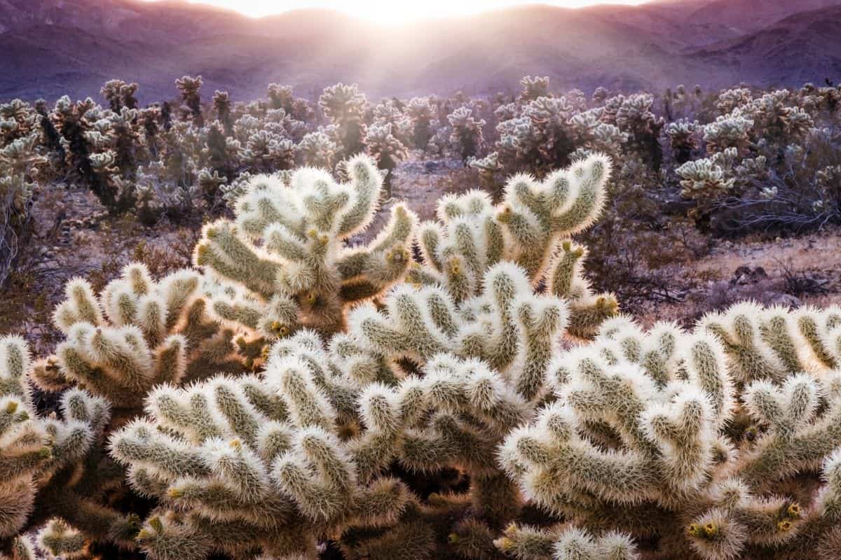 Cholla cactus needles backlit by the setting sun