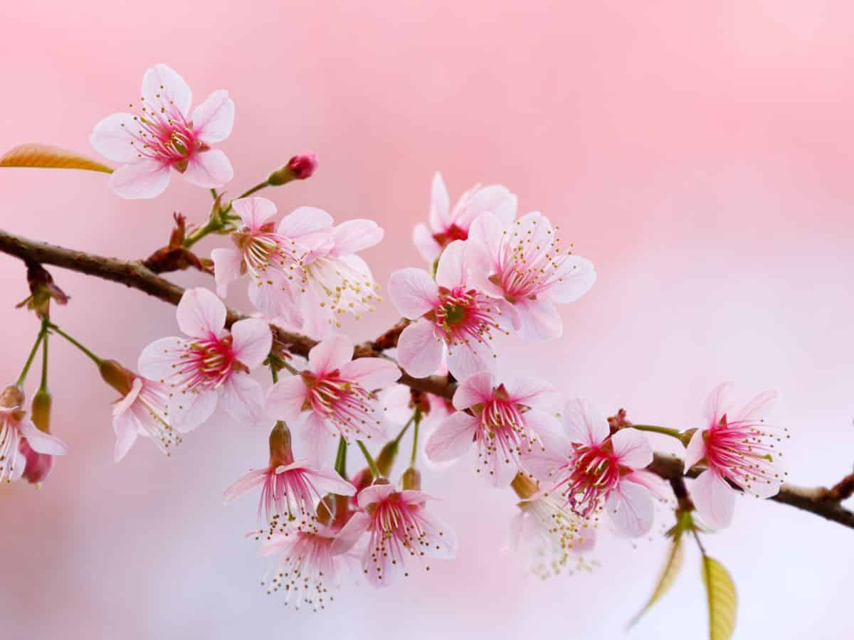 Close-up of pink cherry blossoms.