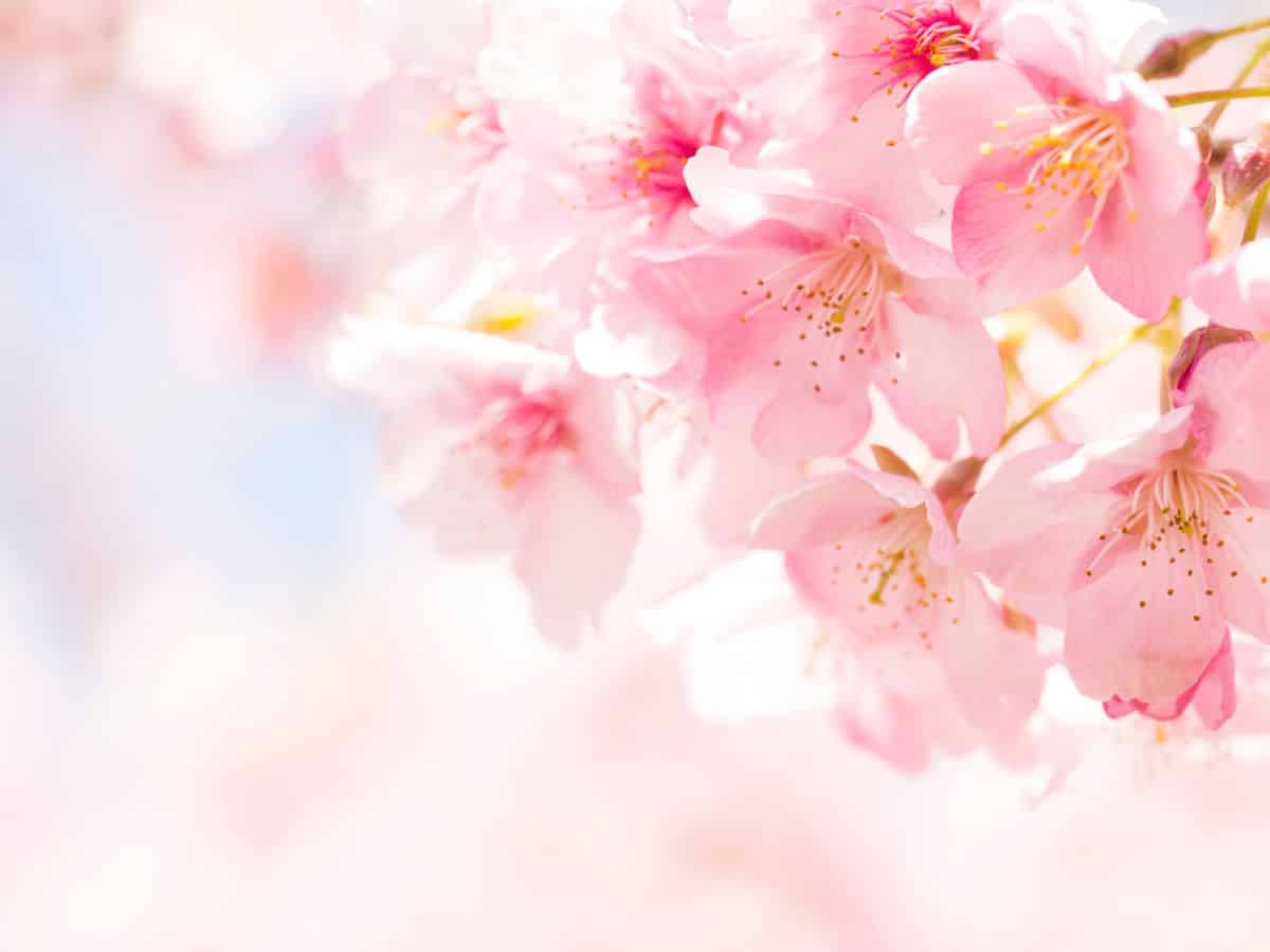 Close Up of Cherry Blossoms