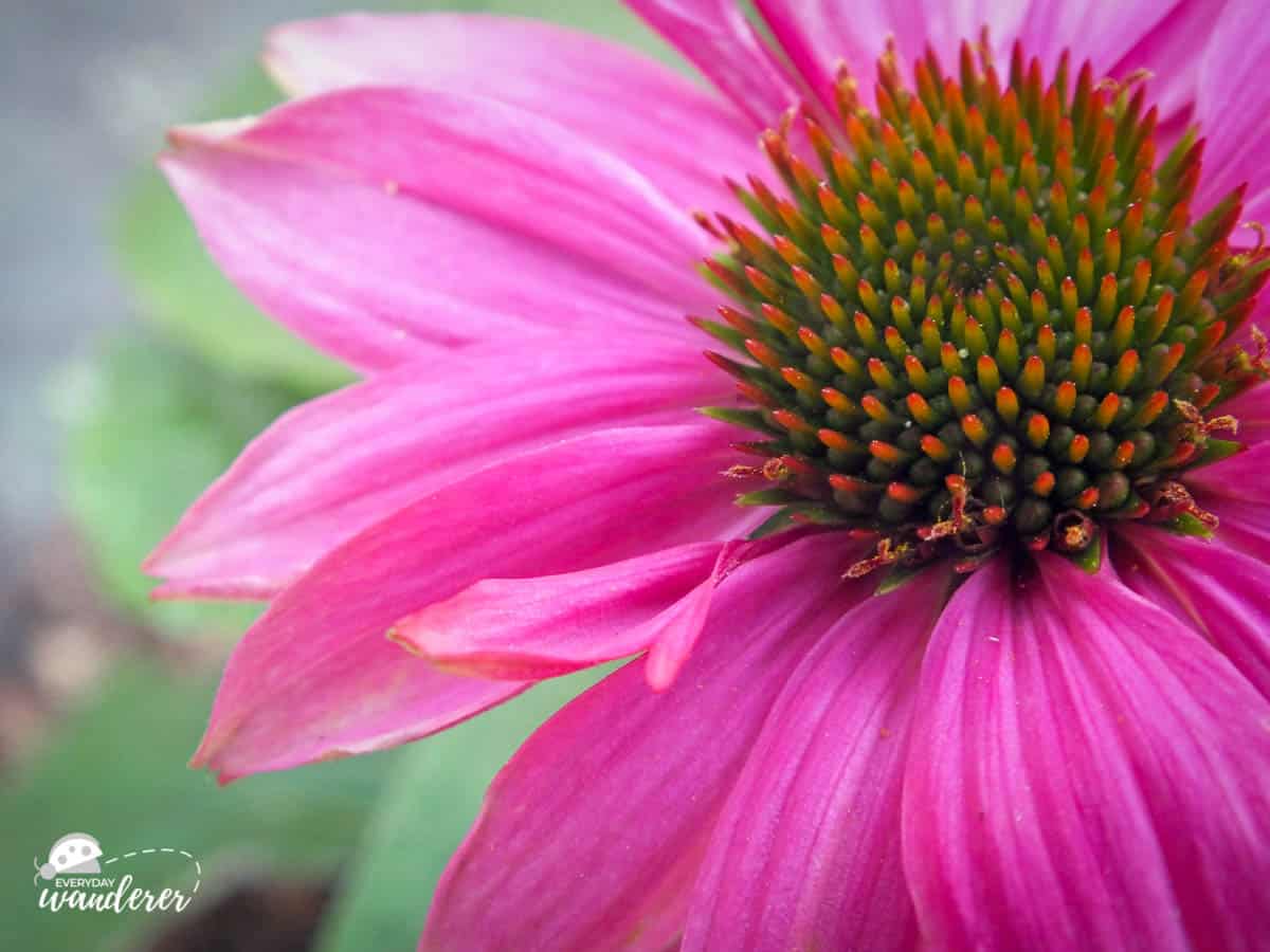 Purple coneflower in Kansas