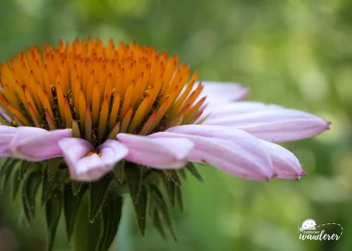 Coneflowers are one of my favorite Kansas wildflowers