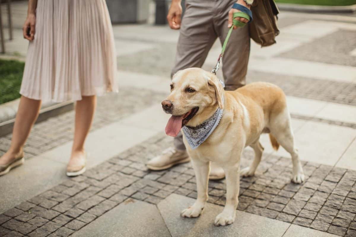 Couple walking yellow lab - Canva