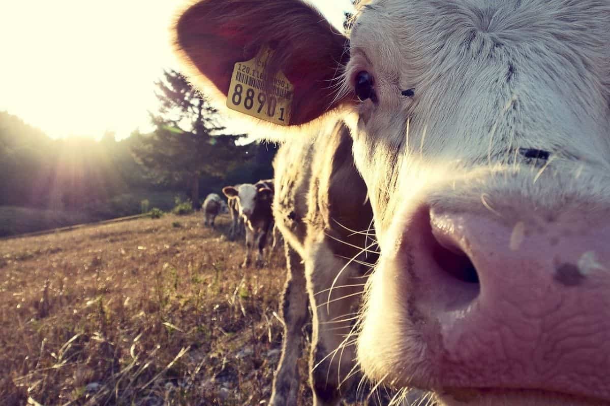 A group of cows standing in a field.