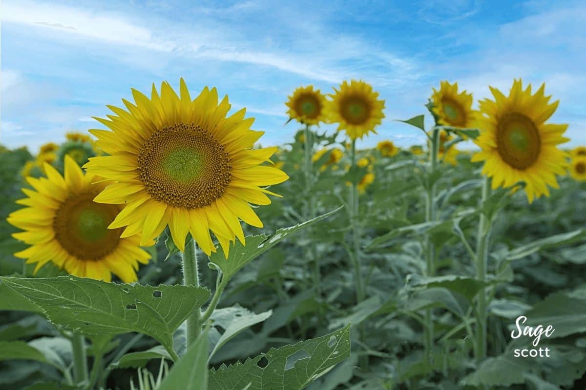 Swimming in a sea of sunflowers