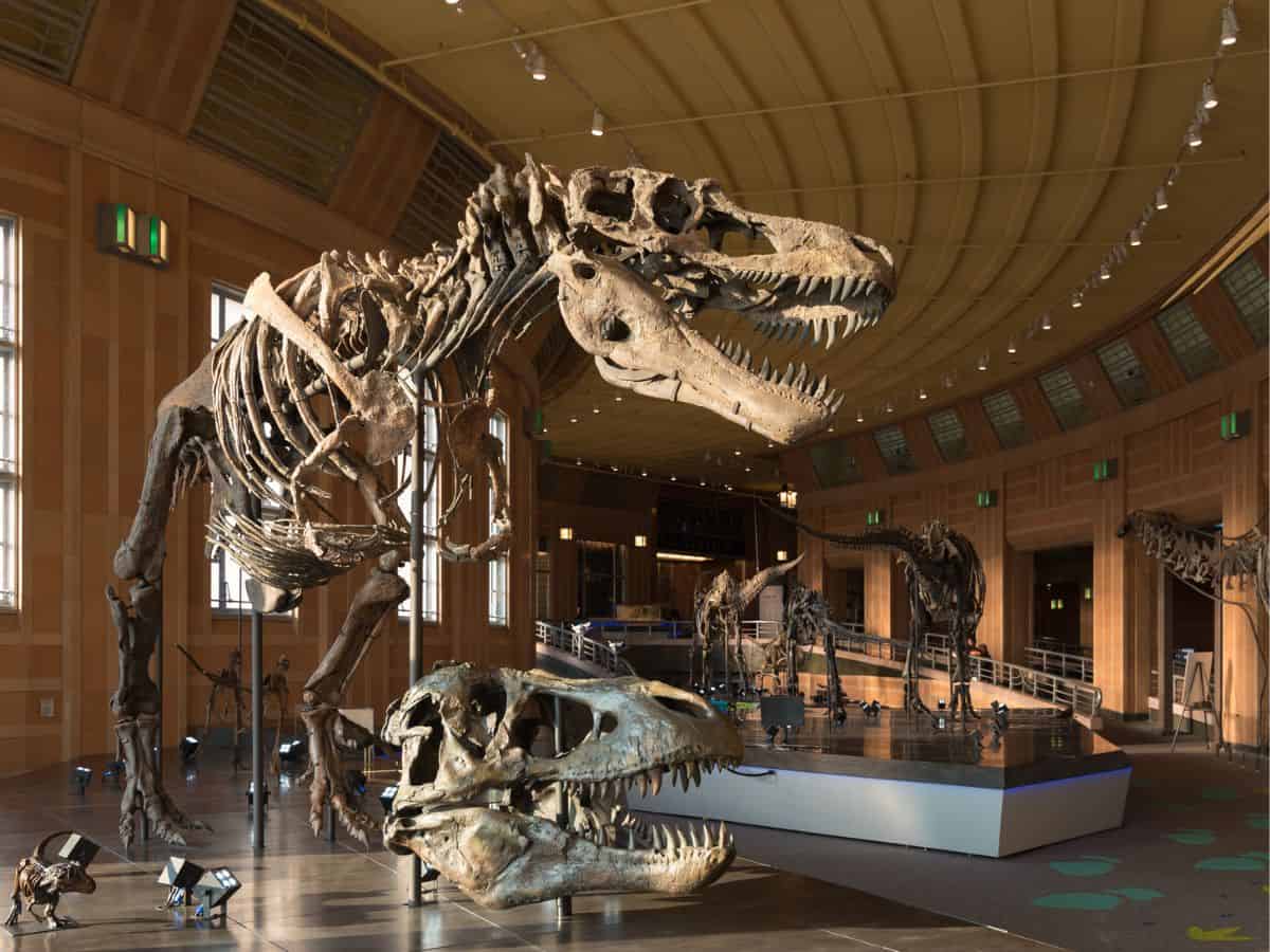 Dinosaur skeletons in the Museum of Natural History & Science at the Cincinnati Museum Center.