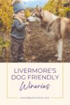 A young child in warm clothing offers a leaf to a large dog on a dirt path between vineyard rows, with text promoting dog-friendly wineries in Livermore.