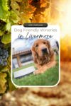 Golden retriever lying on grass near a water bowl, with text overlaying the image promoting dog-friendly wineries in Livermore, California.