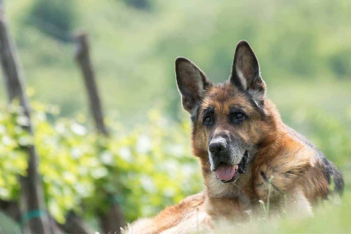 A German Shepherd lies on the grass with its mouth open and ears perked up in an outdoor setting with greenery in the background.