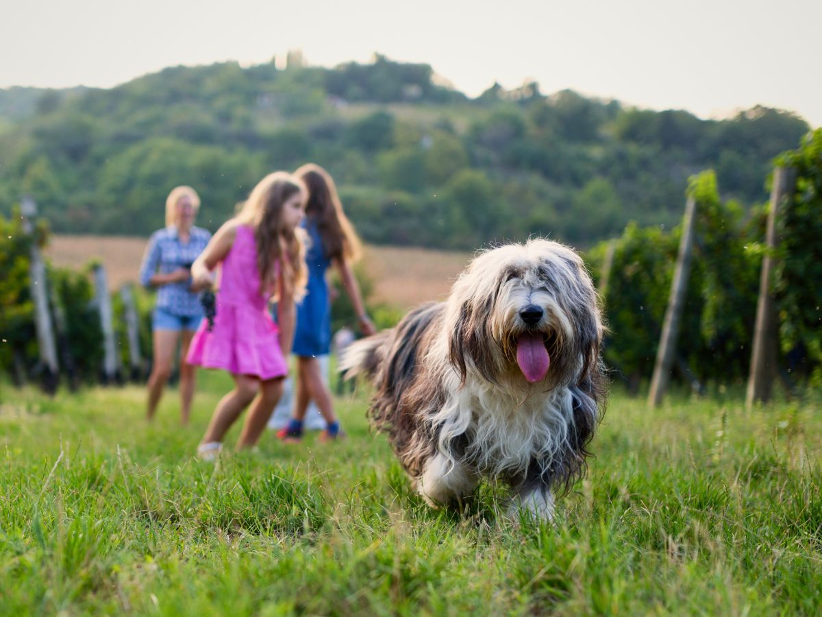 A shaggy dog walks on grass with its tongue out. In the background, three children and an adult are standing in a field with trees and hills in the distance.