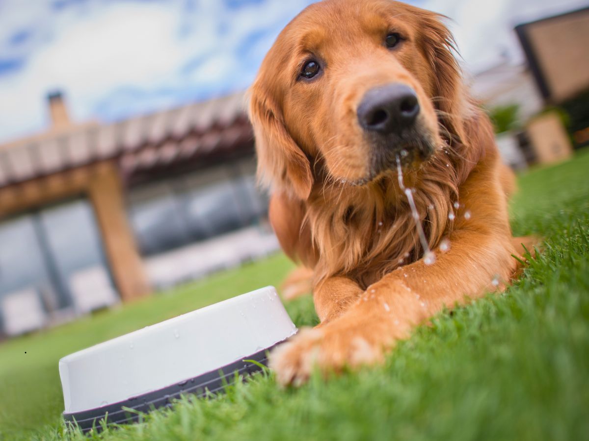 A golden retriever lays on grass by a white water bowl with a house in the background.