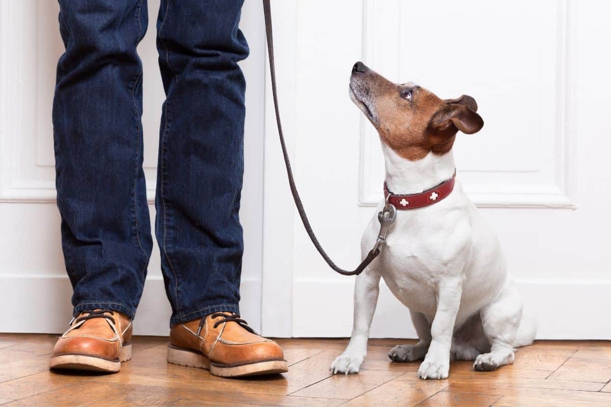 Dog sitting for owner