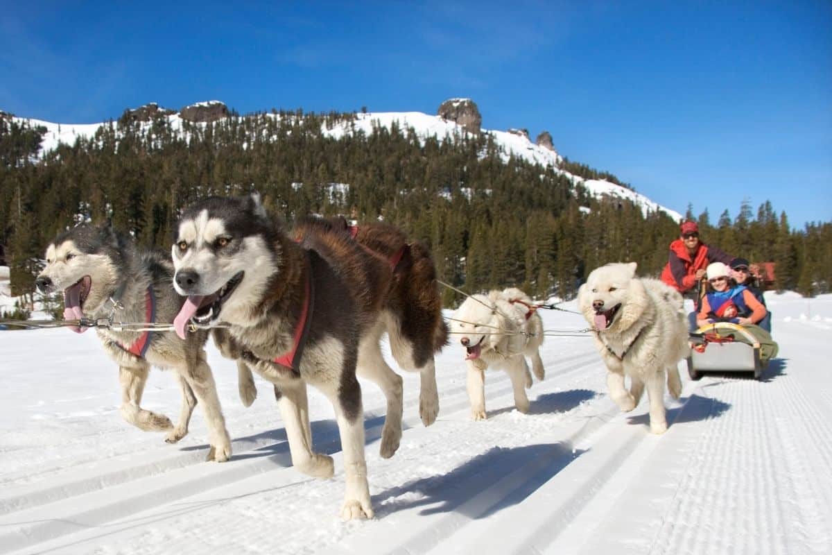 Dog sledding is a fun thing to do in winter in Jackson Hole WY