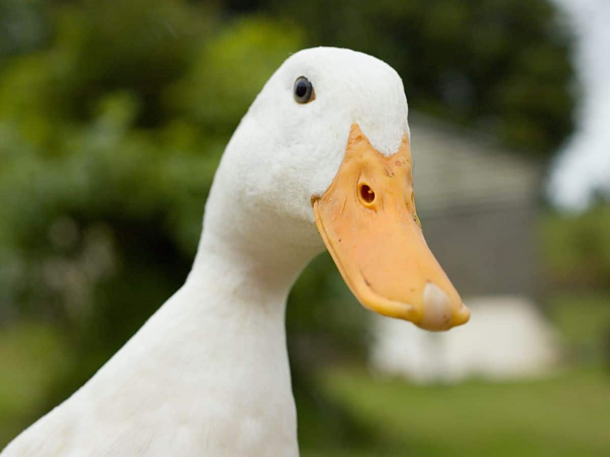 Duck Looking at Camera
