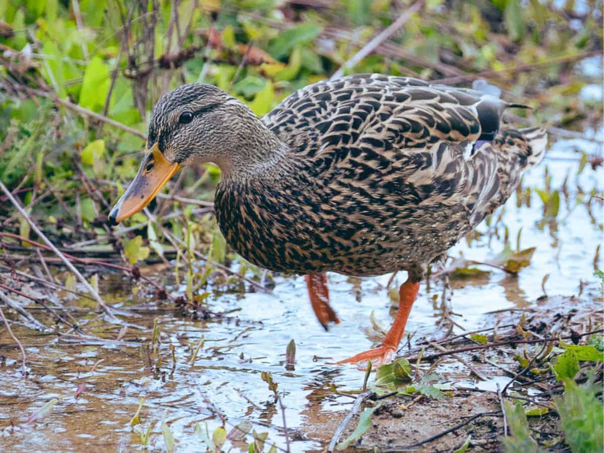 A duck walking through a puddle of water at the park.