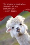 Alpaca is basically a clown in a furry costume on john green.