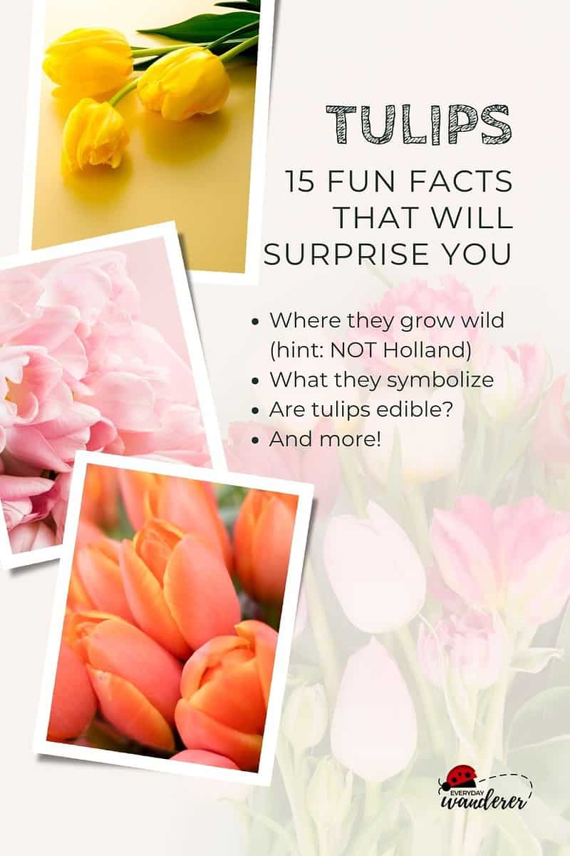 Tulips 15 fun facts surprise you.